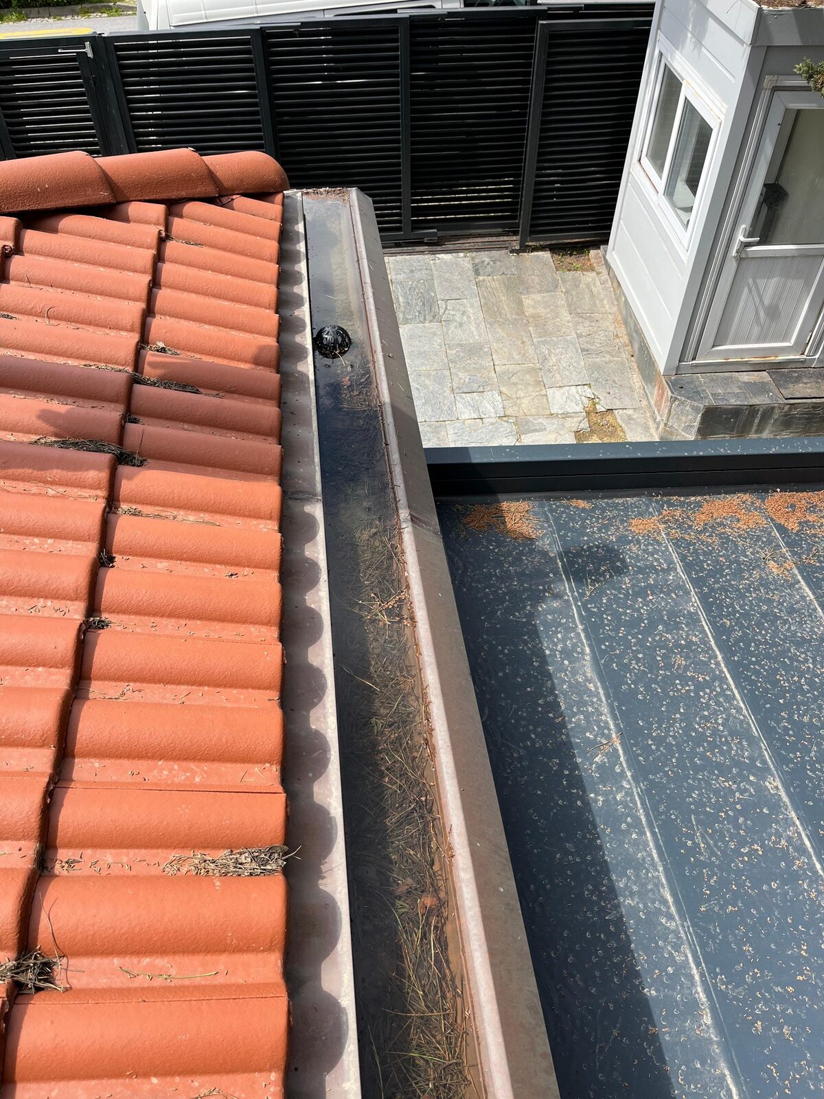 Dere içinde biriken çam iğnesi ve yapraklar